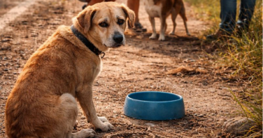 Notícia - Verão acende alerta para o aumento do abandono de animais