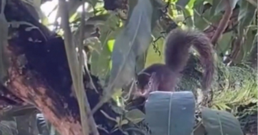 Notícia - Registro curioso revela esquilo vivendo perto de áreas urbanas em SC