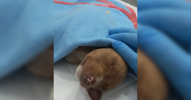 Notícia - Réu que causou a morte de filhote de pitbull é o primeiro condenado por maus-tratos em Criciúma