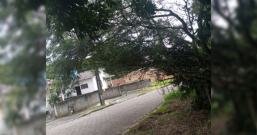 Notícia - Pedido para corte de árvore espera há quase um ano em Criciúma