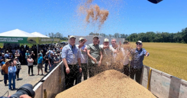 Notícia - Colheita do arroz em SC tem expectativa de 1,2 milhão de toneladas