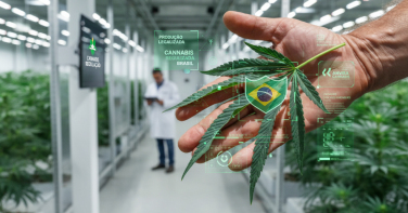 Notícia - Cannabis medicinal: Anvisa estrutura produção e pesquisa; entenda