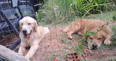 Notícia - Golden Retrievers entram no mar e são resgatados por guarda-vidas em Imbituba