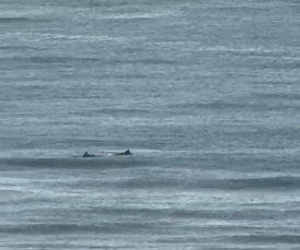 Notícia - Botos-de-Lahille dão as caras no Balneário Rincão