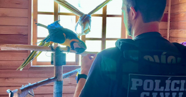 Notícia - Jiboia e tartarugas: operação resgata 20 animais silvestres em SC