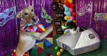 Notícia - BloCão transforma Carnaval pet em corrente do bem