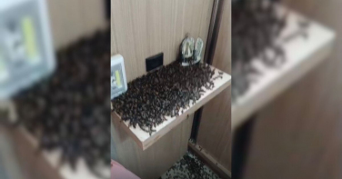 Notícia - Abelhas invadem cobertura de prédio em Criciúma