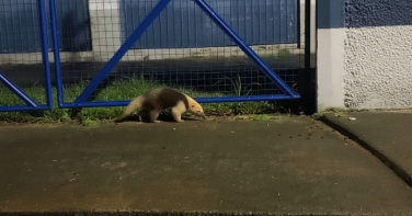 Notícia - Polícia identifica suspeito de matar a paulada tamanduá-mirim em Turvo