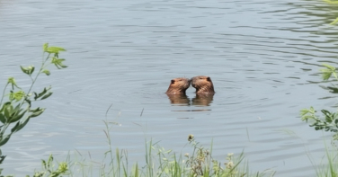 Notícia - Romance animal? Capivaras são flagradas em cena curiosa e biólogo explica: 'Troca de carícias'