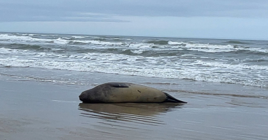 Notícia - Elefante-marinho é registrado na Praia do Arpoador e retorna ao mar após monitoramento da Educamar