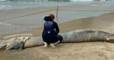 Notícia -  Filhote de baleia-franca é encontrado morto em praia de Garopaba