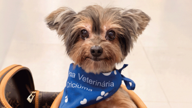 Notícia - UniSul inaugura centro veterinário de referência para atendimento de animais em Criciúma
