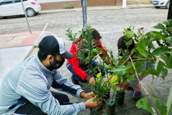 Notícia - Fundação de Meio Ambiente distribui mudas nativas