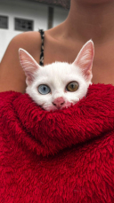 Notícia - Siderópolis faz censo inédito de cães e gatos e amplia castrações gratuitas