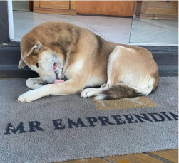 Notícia - Cão vítima de maus-tratos é resgatado em Passo de Torres