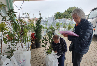 Notícia - Agricultura fumacense realiza entrega de 600 mudas frutíferas e ornamentais