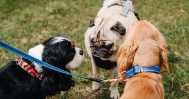 Notícia - Lei cria pontos para descarte de dejetos de animais em espaços públicos de Criciúma
