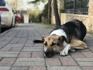 Notícia - Criciúma realiza censo para mapear animais de rua na cidade
