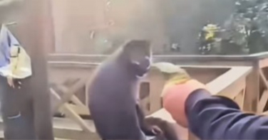 Notícia - Suspeito de ter agredido macaco em Maracajá é identificado