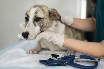 Notícia - Governo do Estado lança maior programa de castração animal do país