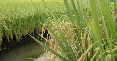 Notícia - Arroz de SC pode ganhar novo mercado na África com exportação ao Togo
