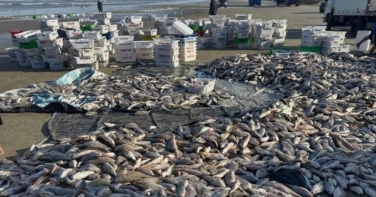 Notícia - Pescadores retiram cerca de 19 toneladas de pescado em puxada de rede em Laguna