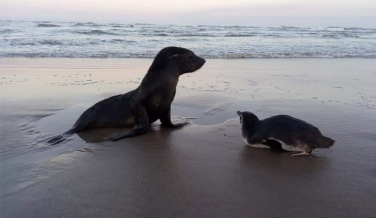 Notícia - Animais marinhos repousam na orla do Rincão