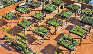 Notícia - Agricultura urbana ganha apoio do Governo do Estado