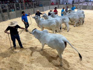 Notícia - Feira AgroPonte 2025 traz novidades e fortalece agricultura familiar