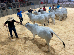 Notícia - Feira AgroPonte 2025 apresenta atividades paralelas voltadas ao fortalecimento do setor agropecuário