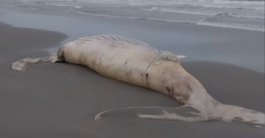 Notícia - Baleia-jubarte é encontrada morta em praia de São Francisco do Sul