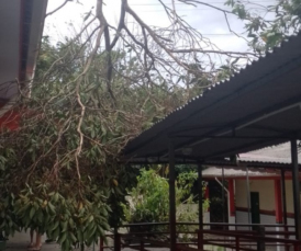 Notícia - Ventos causam danos na região; galho de árvore cai sobre telhado de escola em Forquilhinha
