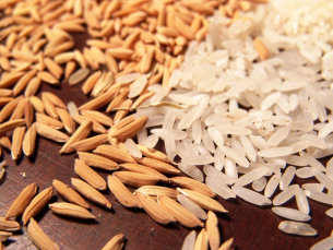 Notícia - Exportações de arroz beneficiam produtores do Sul de SC