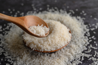 Notícia - [Áudio] Pirataria ameaça qualidade das sementes de arroz catarinense