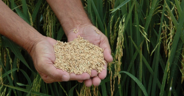 Notícia - Calote de empresas da Venezuela e Cuba provoca rombo de R$ 20 milhões a arrozeiros de SC