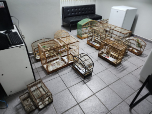 Notícia - Com aves silvestres e revólver na residência, homem é preso em Criciúma