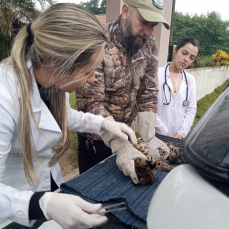 Notícia - Gato-maracajá ferido é resgatado dentro de galinheiro em Jaguaruna