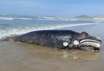 Notícia - Filhote de baleia-franca é encontrado morto em praia de Laguna
