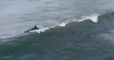 Notícia - Tá Dando Onda: golfinhos ‘surfam’ em praia de Santa Catarina