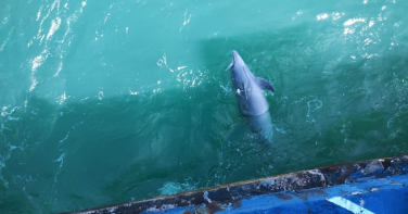 Notícia - Golfinho é encontrado morto em rede de pesca no Rincão