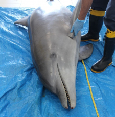 Notícia - Golfinho é encontrado morto em Laguna