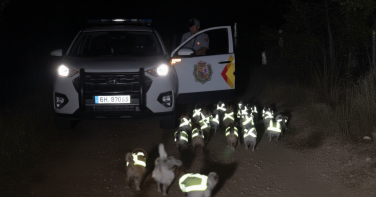 Notícia - Fuga das galinhas: mulher confunde aves com gnomos e aciona a polícia