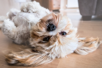 Notícia - (Áudio) Dia do Animal: Reflexões sobre a adoção responsável e os cuidados essenciais