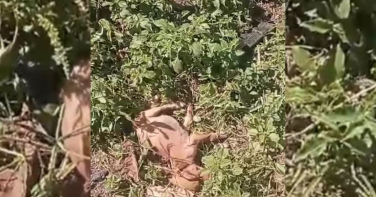 Notícia - Jovem é preso após matar cachorro e ferir gato durante discussão em Araranguá