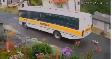 Notícia - Atropelamento de cachorro por ônibus escolar gera afastamento de motorista em Urussanga