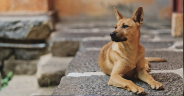 Notícia - Nova Veneza abre inscrições para mutirão de castração gratuita de cães e gatos