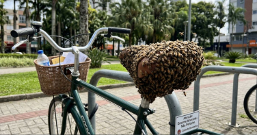 Notícia - Abelhas viajantes: entenda o que são os enxames registrados em SC