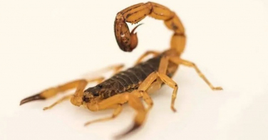 Notícia - Cidade catarinense reforça alerta e orientações após registro de escorpião-amarelo