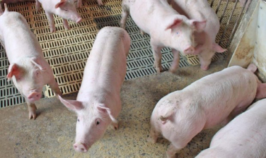 Notícia - Estado registra alta de 54% no faturamento com as exportações de carne suína em abril