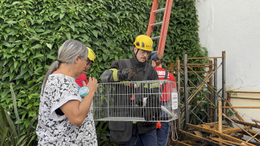 Notícia - Sobreviveu: gato despenca de apartamento e mobiliza resgate em Criciúma